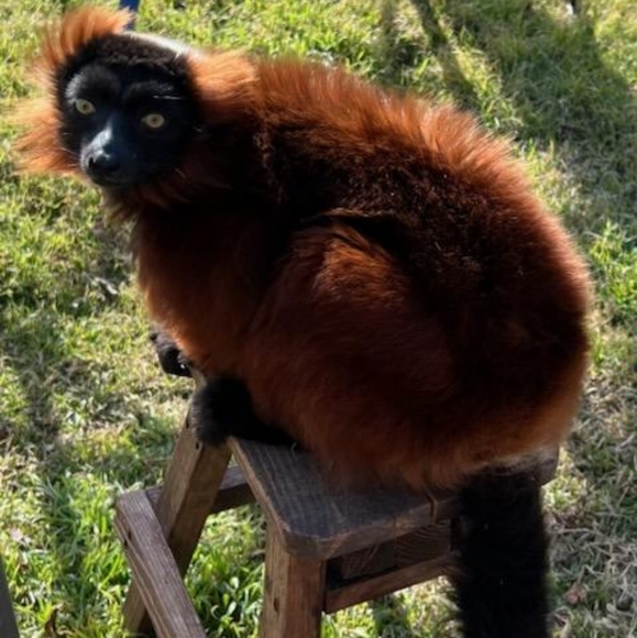 ๐ Black & Gray Large Under Armour Coldgear Zippered Windbreaker Running Jacket - Picture 12 of 16